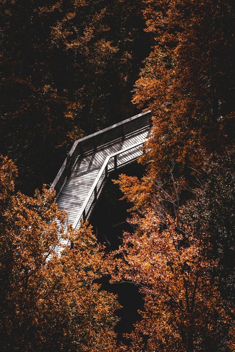 Forest hikes